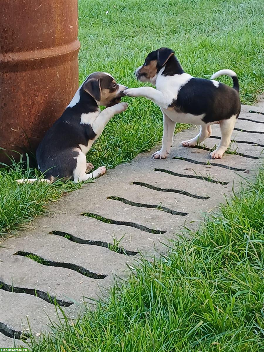 Bild 2: Ratier du Jura Welpen (Jack Russell) suchen Zuhause