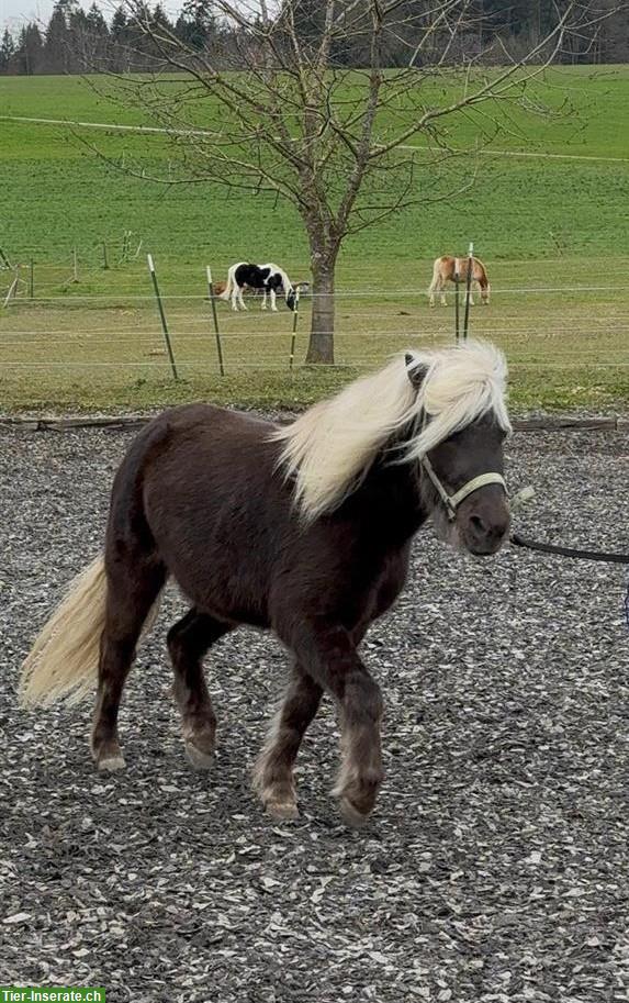 Classic Pony Wallach (2028), kein Anfängerpony