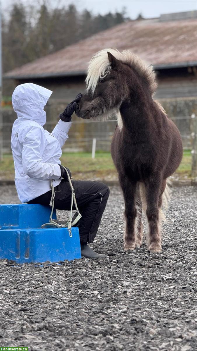 Bild 2: Classic Pony Wallach (2028), kein Anfängerpony