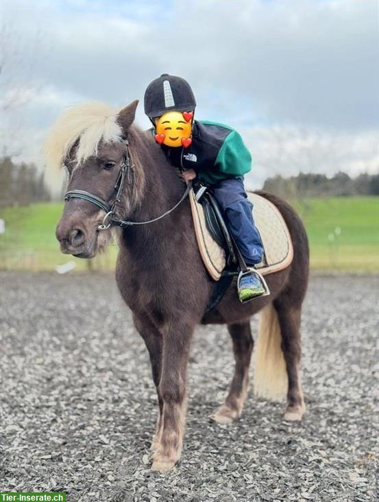 Bild 3: Classic Pony Wallach (2028), kein Anfängerpony
