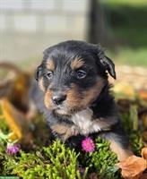 Mischlingswelpen suchen Zuhause mit Auslauf (familienfreundlich)