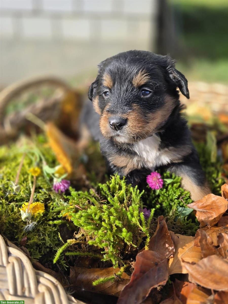 Bild 6: Familienfreundliche Mischlingswelpen suchen Zuhause mit Auslauf