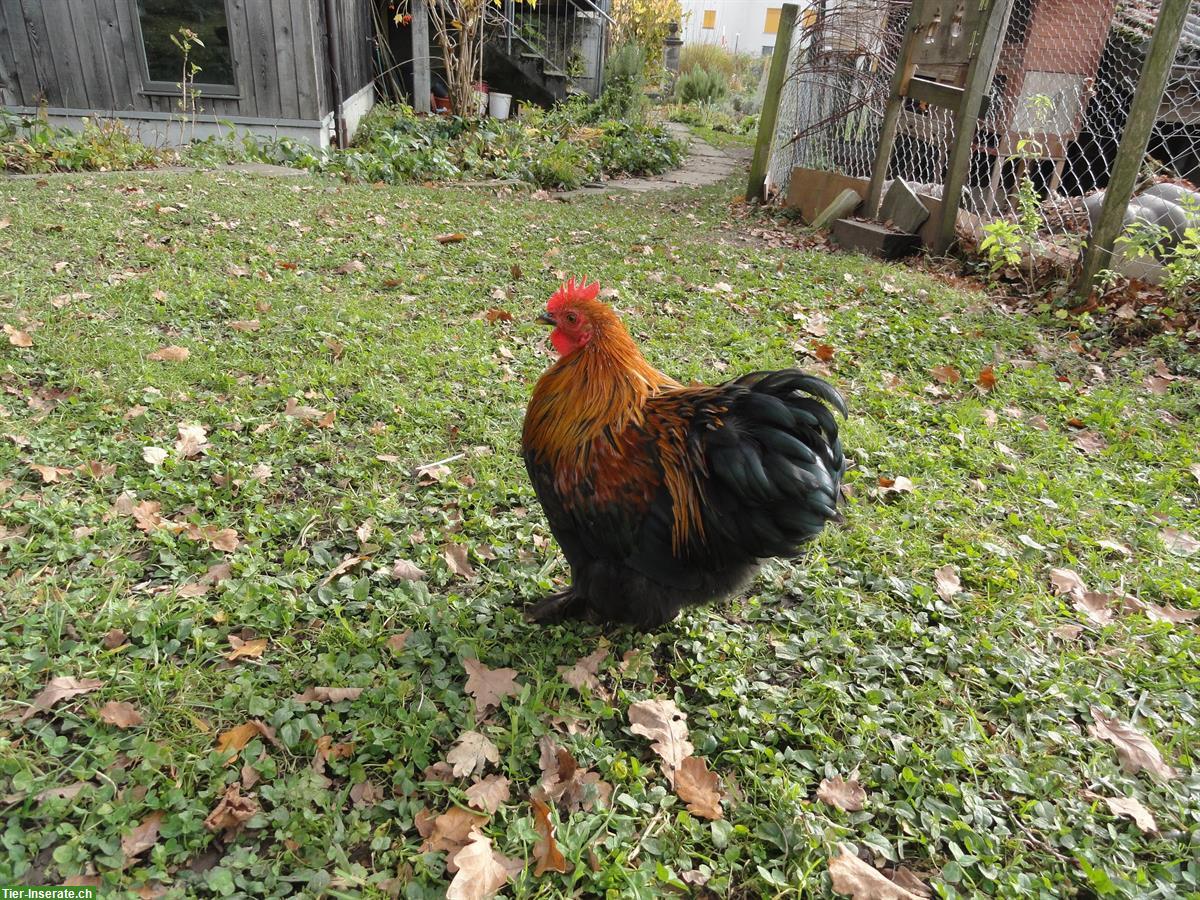Zwerg-Cochin Paar, zutrauliche Henne und Hahn