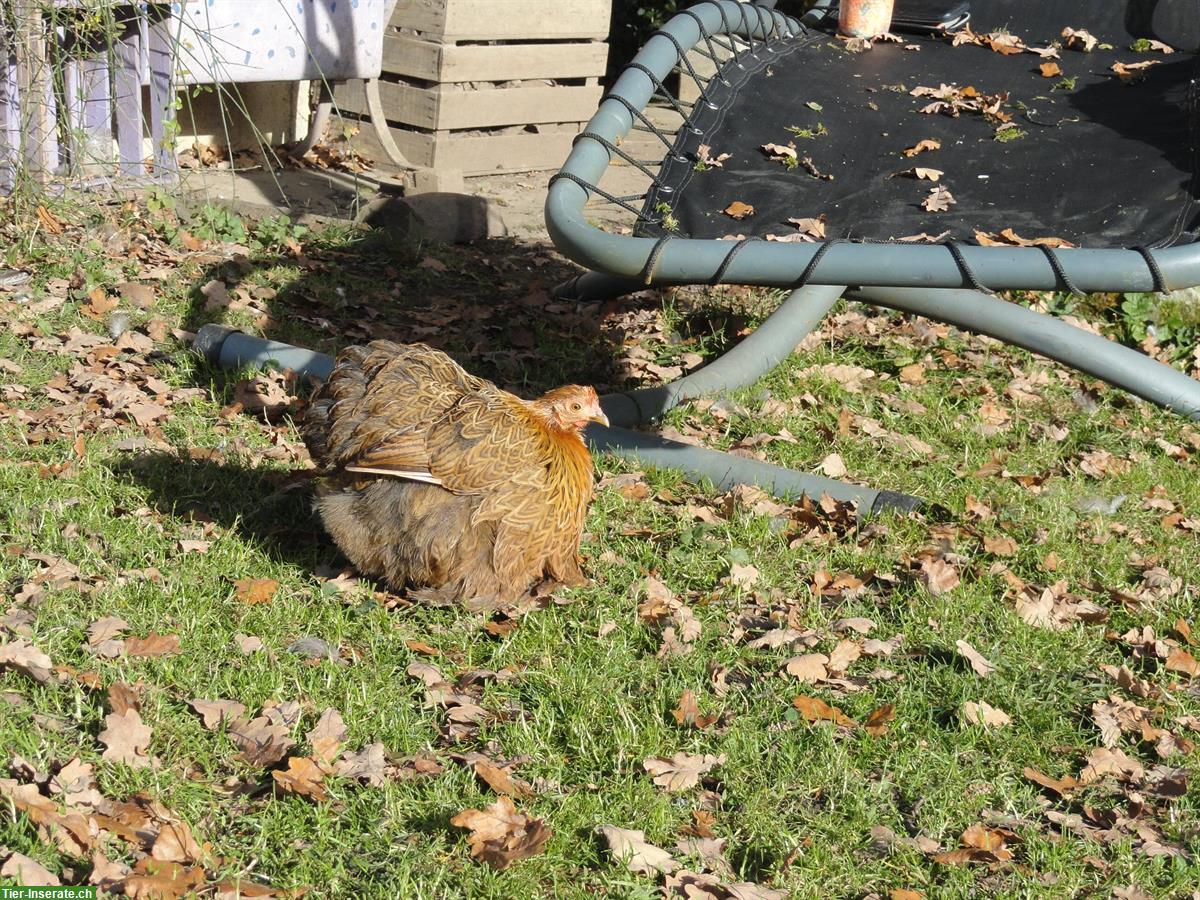 Bild 2: Zwerg-Cochin Paar, zutrauliche Henne und Hahn