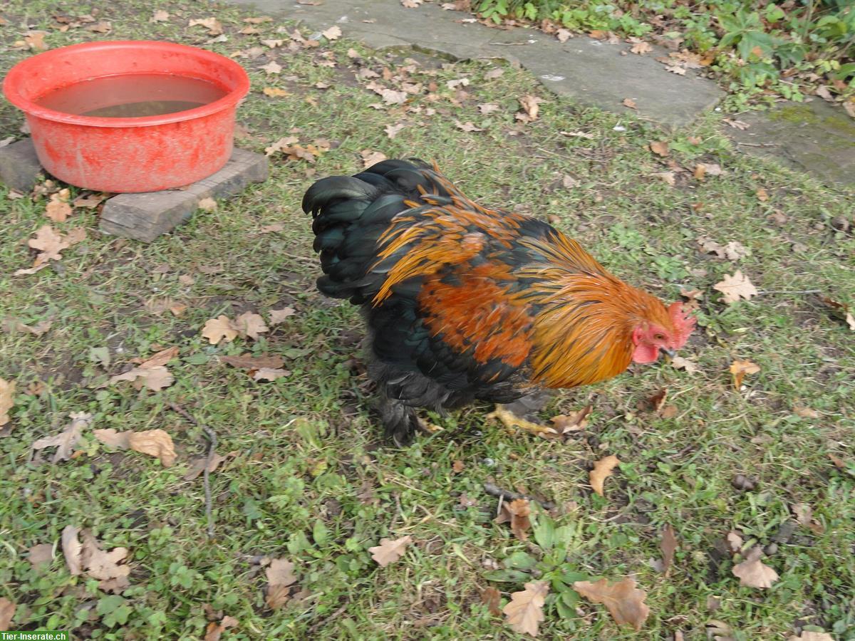 Bild 3: Zwerg-Cochin Paar, zutrauliche Henne und Hahn