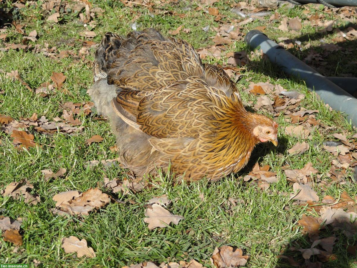 Bild 4: Zwerg-Cochin Paar, zutrauliche Henne und Hahn