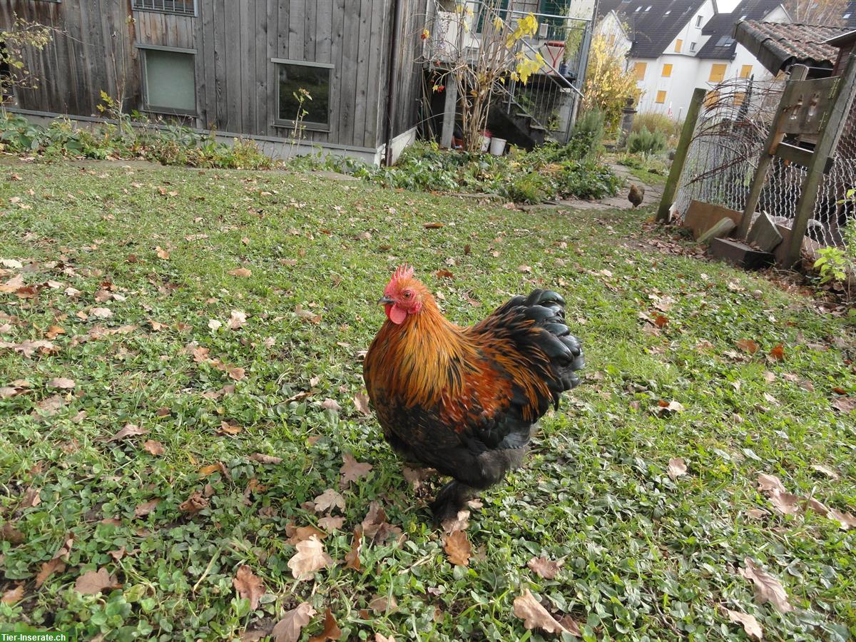 Bild 5: Zwerg-Cochin Paar, zutrauliche Henne und Hahn