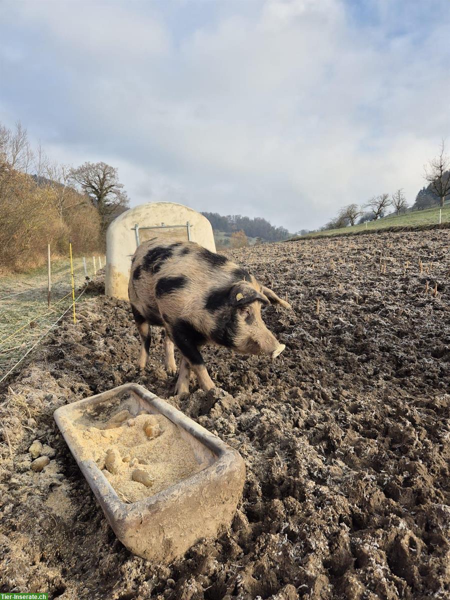 Bild 2: Alpenschwein Deckeber zu vermieten