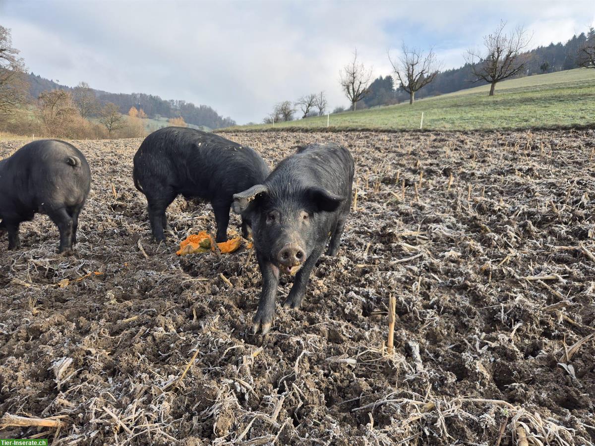 Bild 3: Alpenschwein Deckeber zu vermieten
