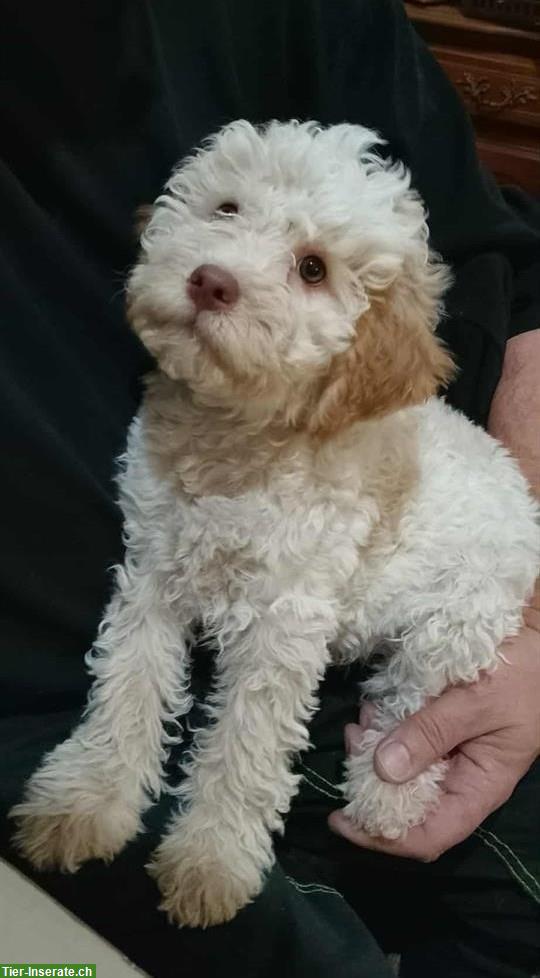 Lagotto Romagnolo Welpen, Trüffelhunde aus Zucht