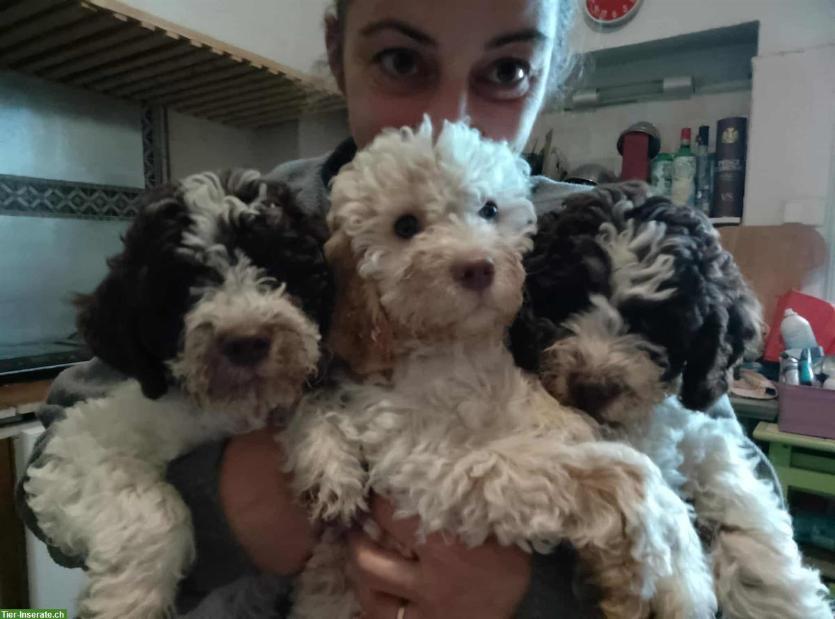 Bild 2: Lagotto Romagnolo Welpen, Trüffelhunde aus Zucht