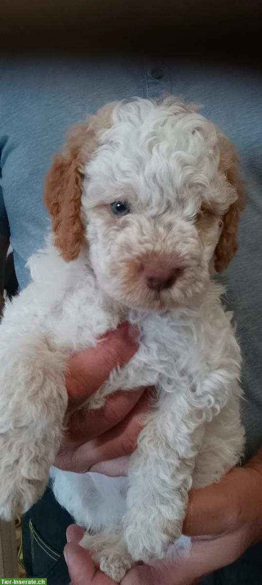 Bild 3: Lagotto Romagnolo Welpen, Trüffelhunde aus Zucht