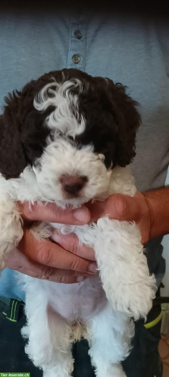Bild 4: Lagotto Romagnolo Welpen, Trüffelhunde aus Zucht