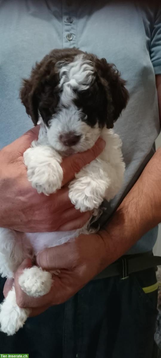Bild 5: Lagotto Romagnolo Welpen, Trüffelhunde aus Zucht