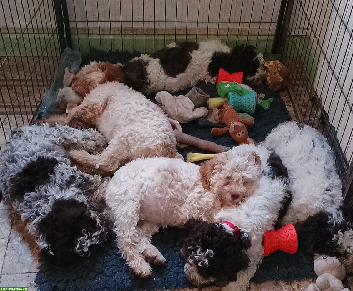 Bild 6: Lagotto Romagnolo Welpen, Trüffelhunde aus Zucht