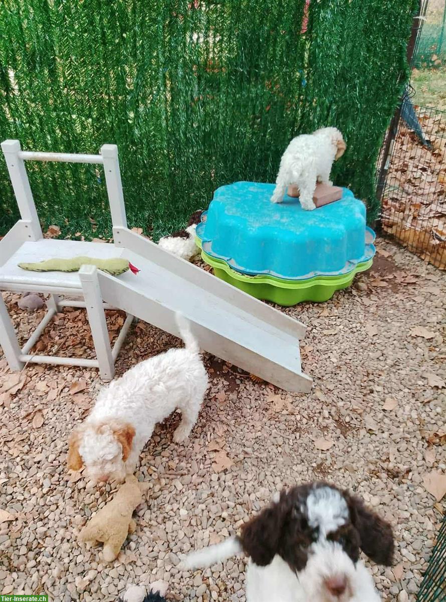 Bild 7: Lagotto Romagnolo Welpen, Trüffelhunde aus Zucht