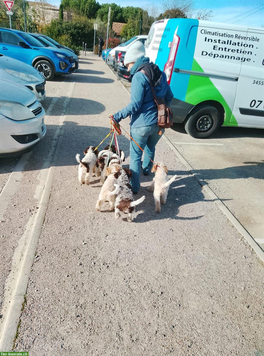 Bild 8: Lagotto Romagnolo Welpen, Trüffelhunde aus Zucht