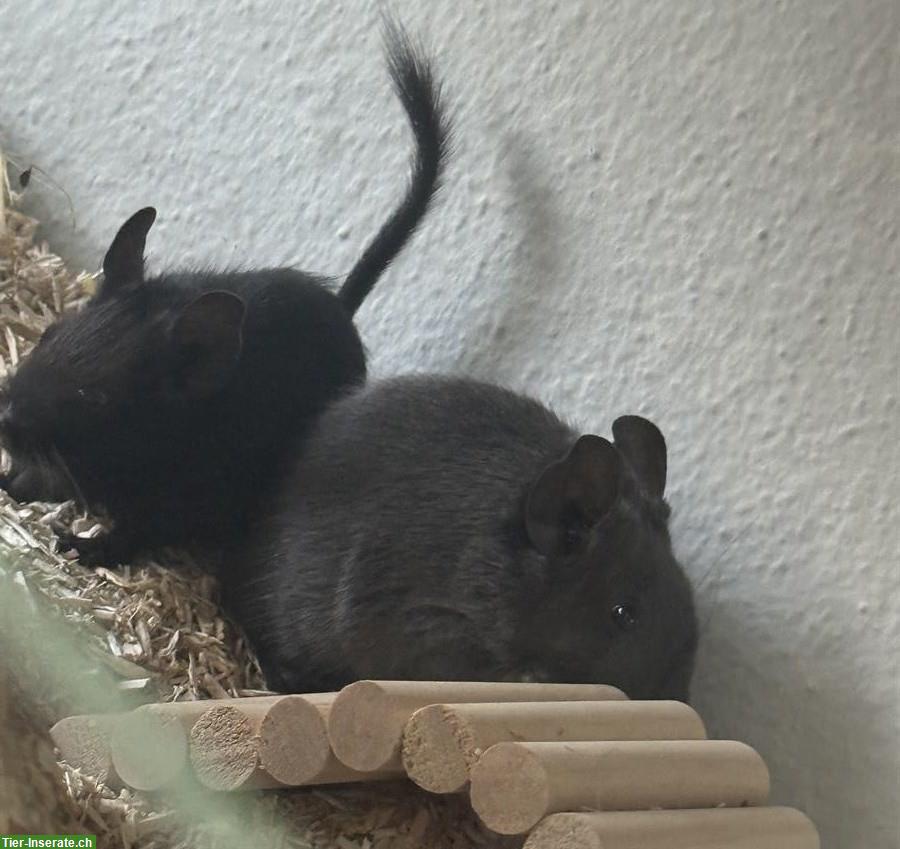 Junge schwarze Degus mit Terrarium und viel Zubehör