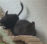 Junge schwarze Degus mit Terrarium und viel Zubehör