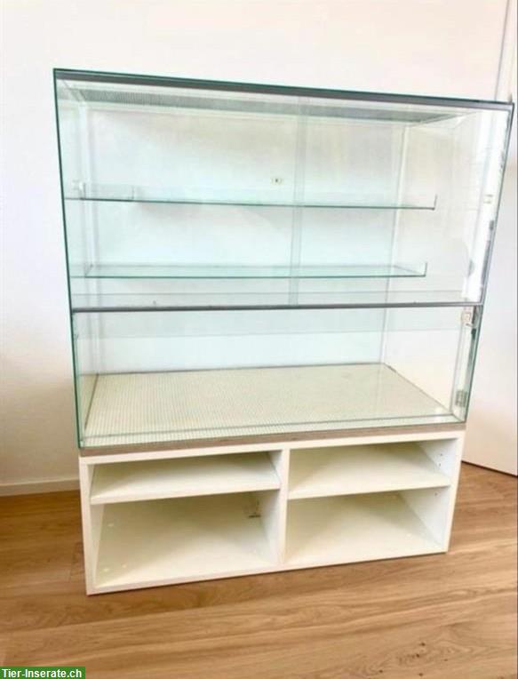 Bild 2: Junge schwarze Degus mit Terrarium und viel Zubehör