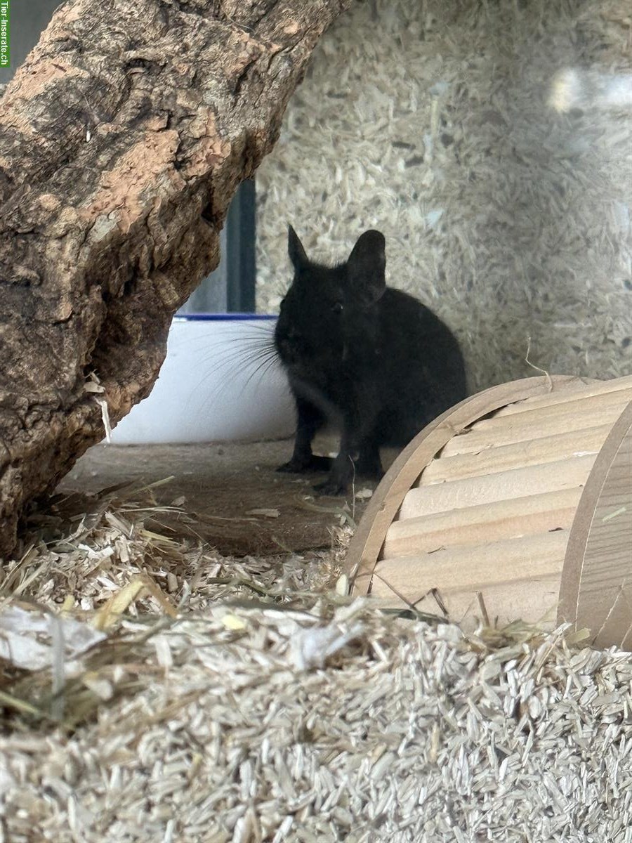 Bild 3: Junge schwarze Degus mit Terrarium und viel Zubehör