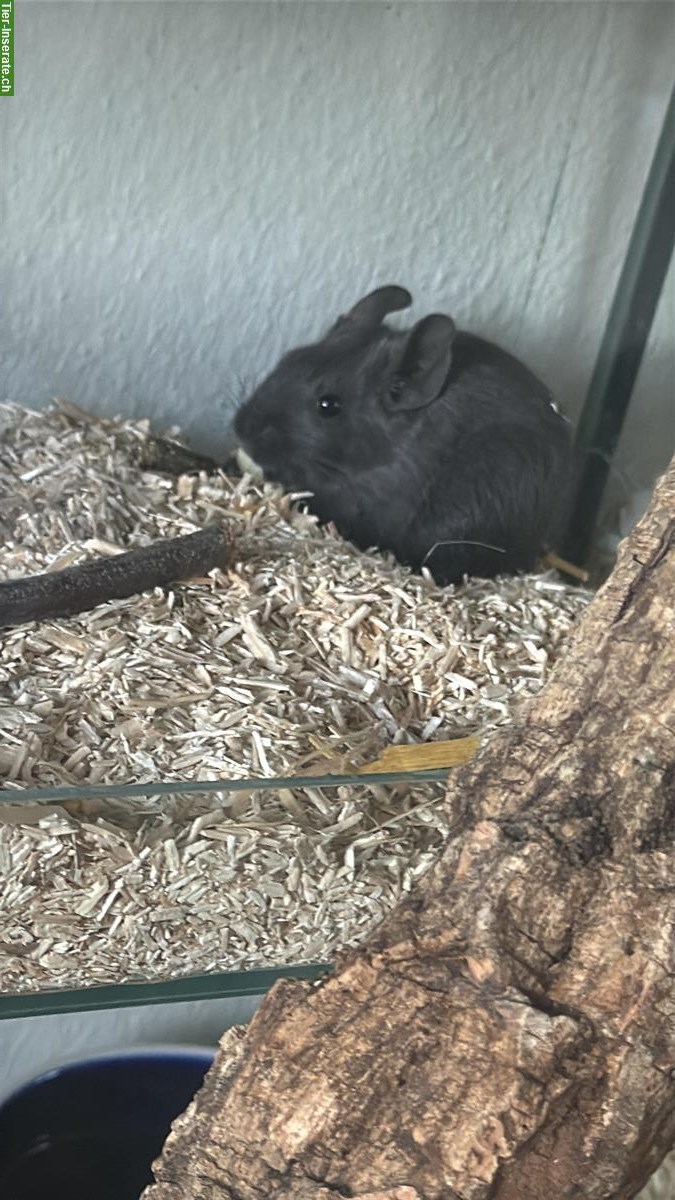 Bild 4: Junge schwarze Degus mit Terrarium und viel Zubehör