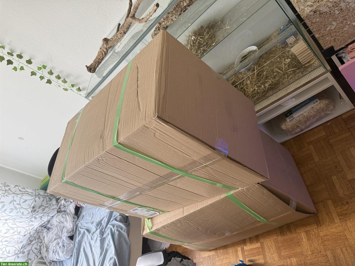 Bild 5: Junge schwarze Degus mit Terrarium und viel Zubehör