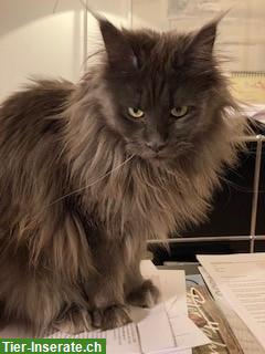 Maine Coon Halbschwestern zu verkaufen