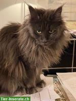 Maine Coon Halbschwestern zu verkaufen