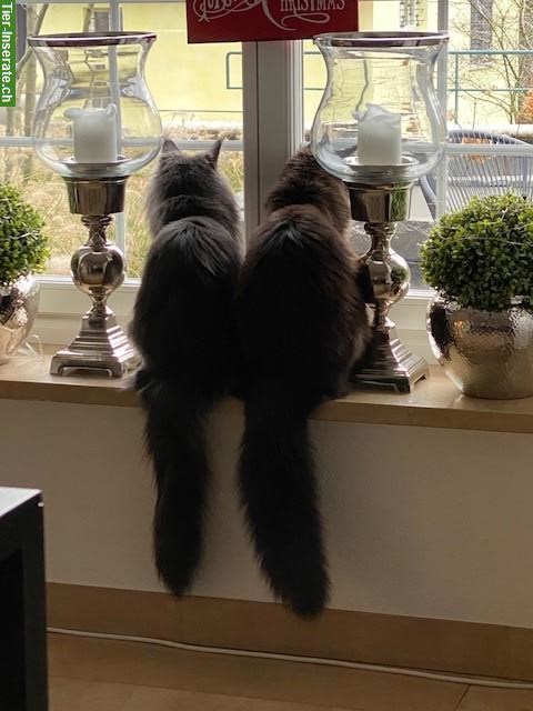 Bild 2: Maine Coon Halbschwestern zu verkaufen