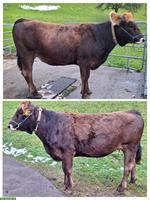Schönes, trächtiges F1 Rind zu verkaufen