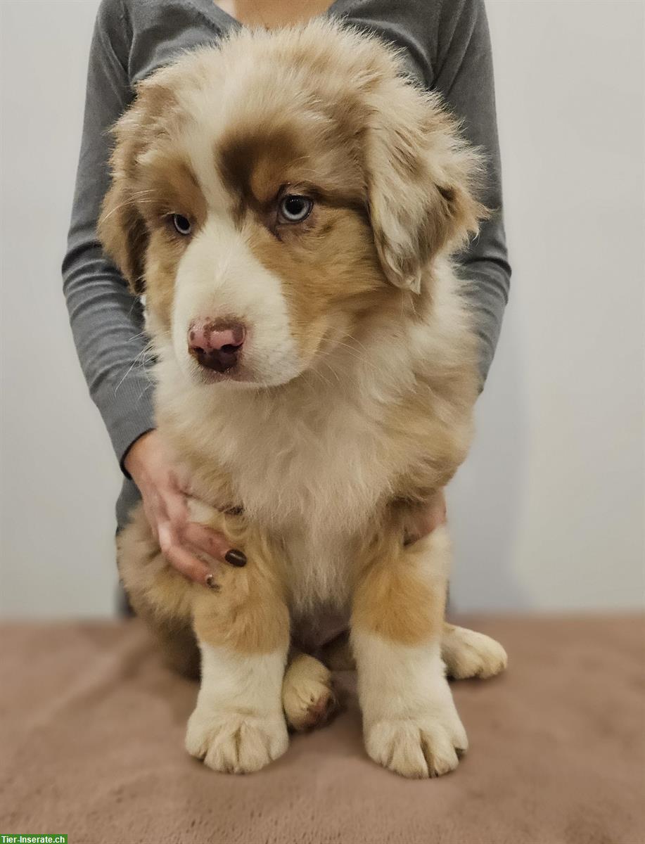 Red merle Australian Shepherd - Natural Bobtail Hund