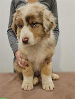 Red merle Australian Shepherd - Natural Bobtail Hund