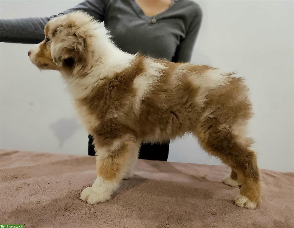 Bild 2: Red merle Australian Shepherd - Natural Bobtail Hund