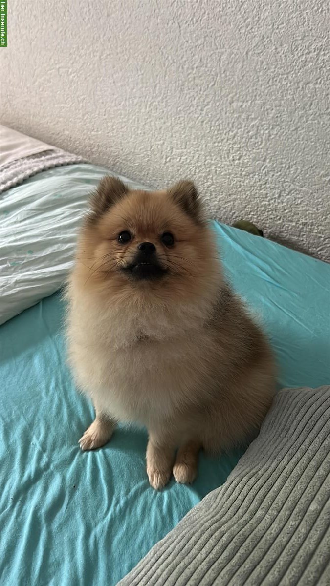 Bild 2: Zwergspitz Deckrüde steht geeigneten Hündinnen zur Verfügung