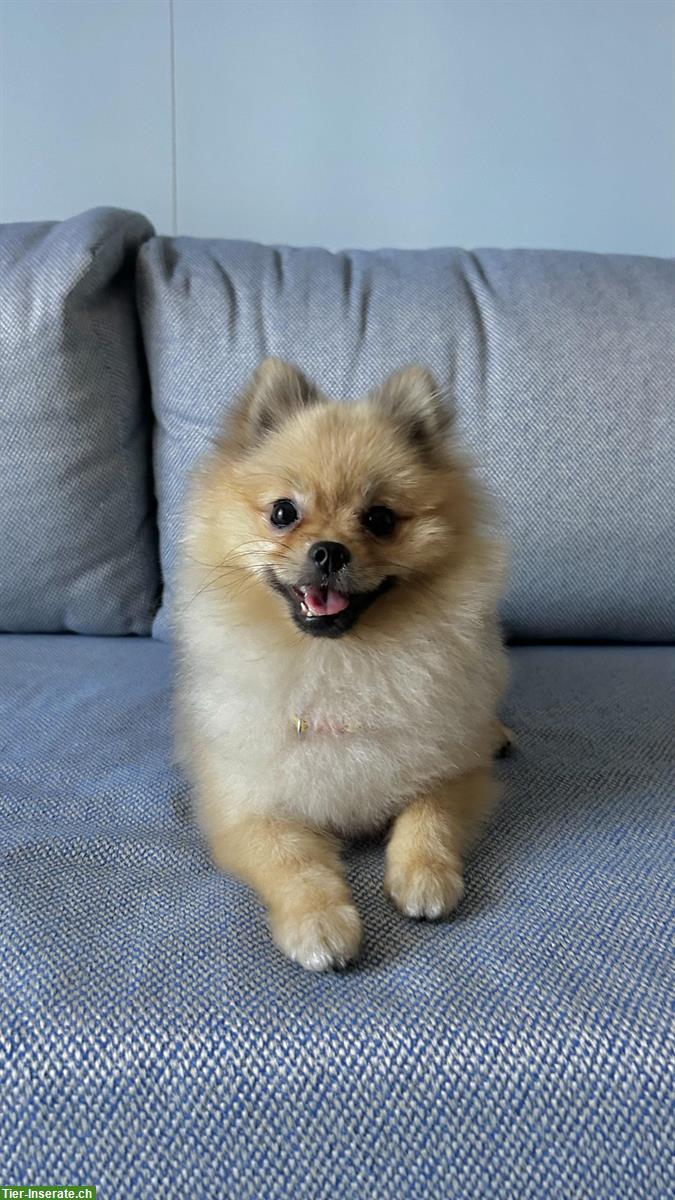 Bild 3: Zwergspitz Deckrüde steht geeigneten Hündinnen zur Verfügung