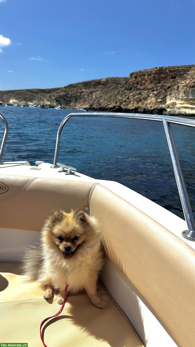 Bild 4: Zwergspitz Deckrüde steht geeigneten Hündinnen zur Verfügung