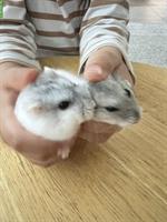 Dsungarische Zwerghamster suchen neues Zuhause