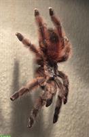 1 Caribena Versicolor 0.1 Vogelspinne mit Terrarium abzugeben