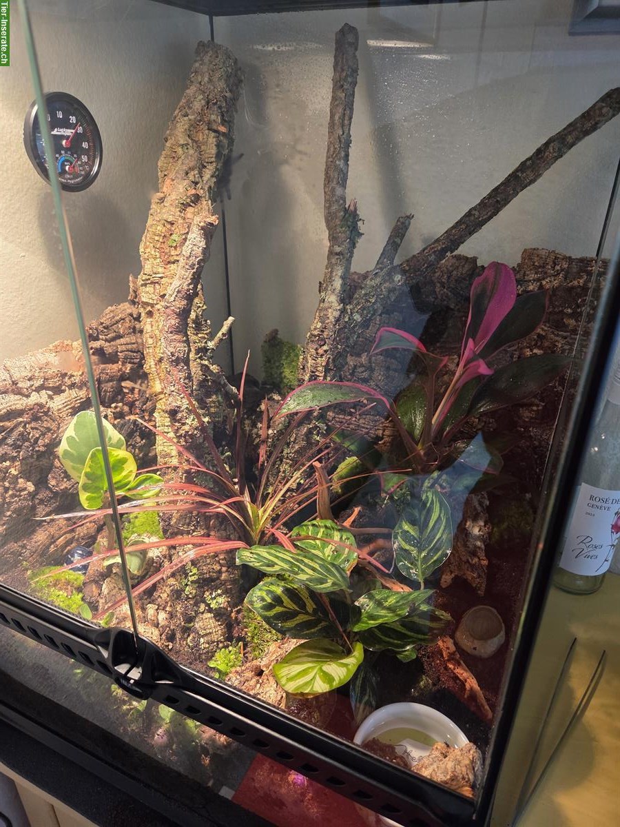 Bild 2: 1 Caribena Versicolor 0.1 Vogelspinne mit Terrarium abzugeben