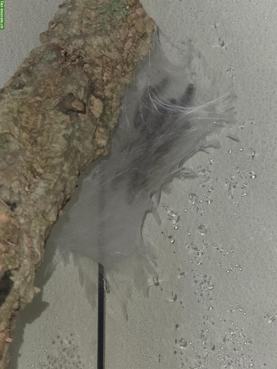 Bild 3: 1 Caribena Versicolor 0.1 Vogelspinne mit Terrarium abzugeben