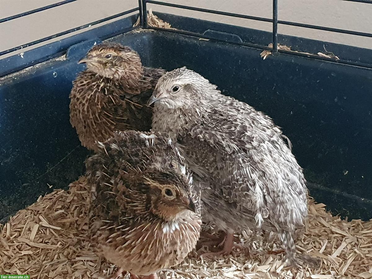 Wachtelhähne gratis abzugeben, Wachtel als Haustier