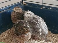 Wachtelhähne gratis abzugeben, Wachtel als Haustier