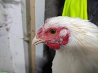 Schweizerhuhn Junghahn aus Naturbrut, Herdebuch