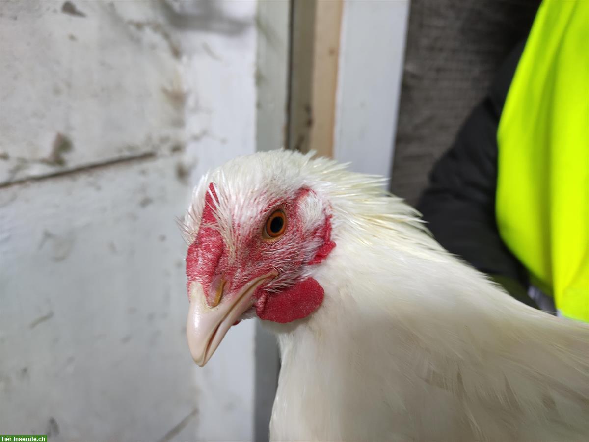 Bild 2: Schweizerhuhn Junghahn aus Naturbrut, Herdebuch