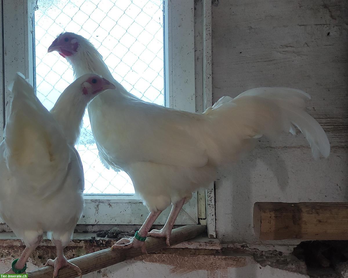 Bild 3: Schweizerhuhn Junghahn aus Naturbrut, Herdebuch