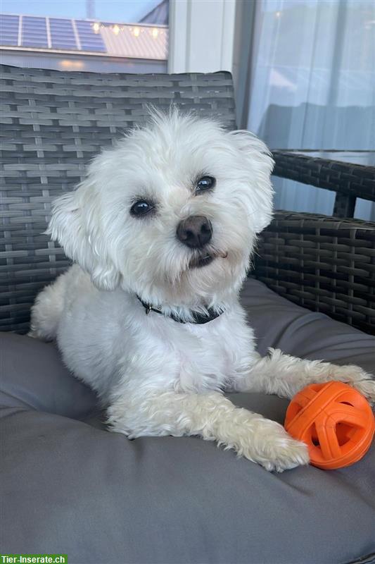 4.5-jähriger Havaneser Rüde mit Lebensfreude