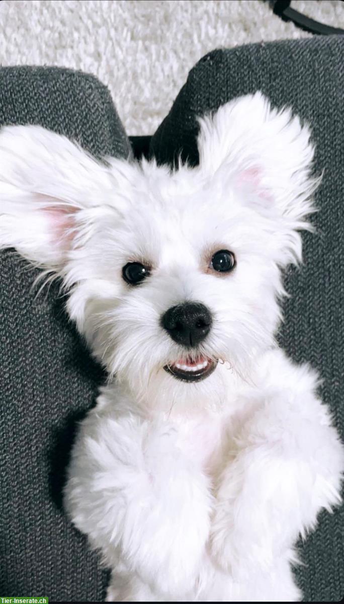 Bild 2: 4.5-jähriger Havaneser Rüde mit Lebensfreude