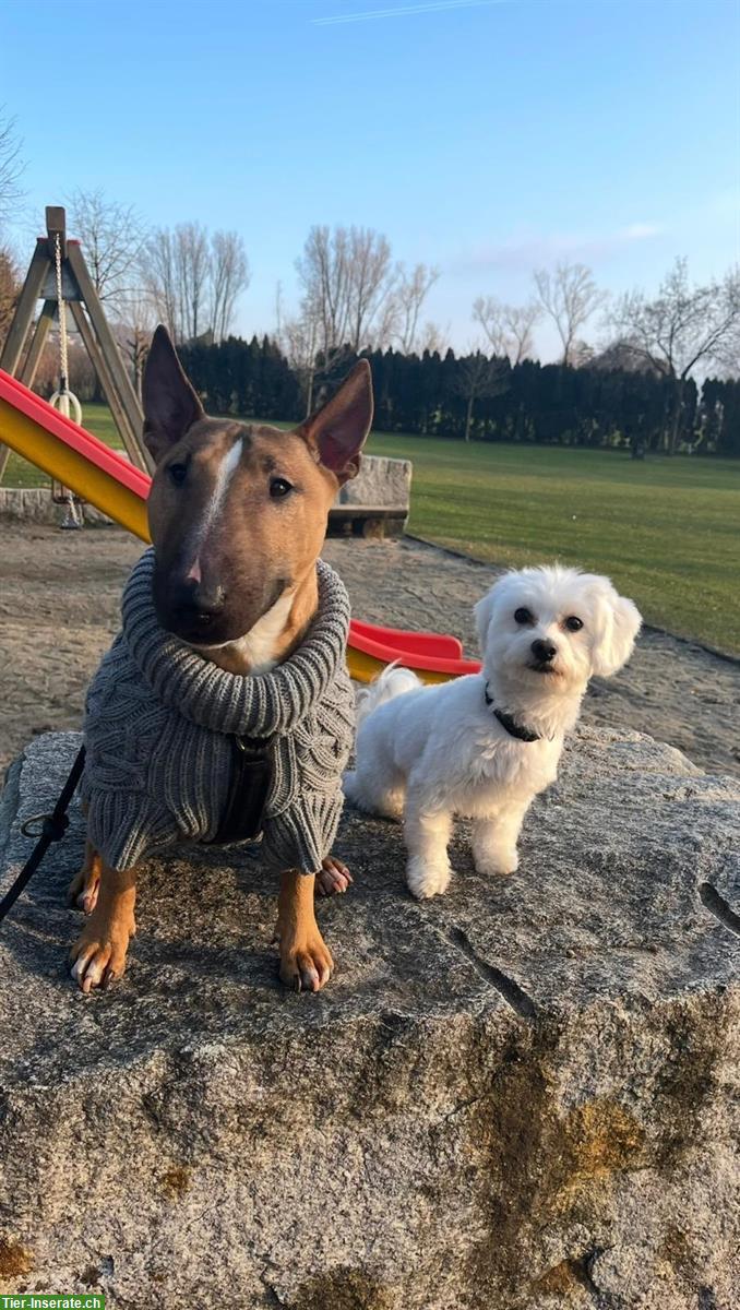 Bild 3: 4.5-jähriger Havaneser Rüde mit Lebensfreude