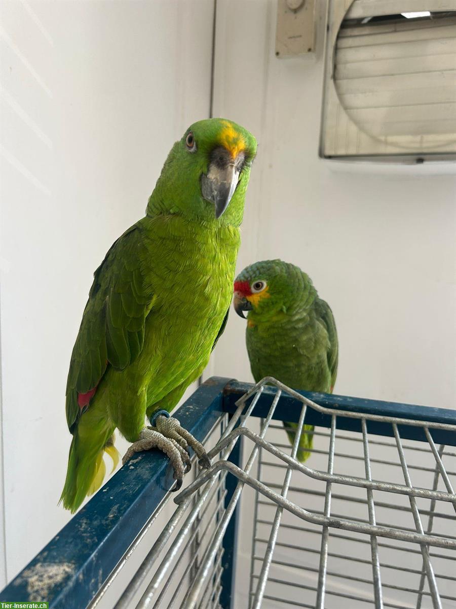 Amazonenpapageien Pärchen sucht neues Zuhause